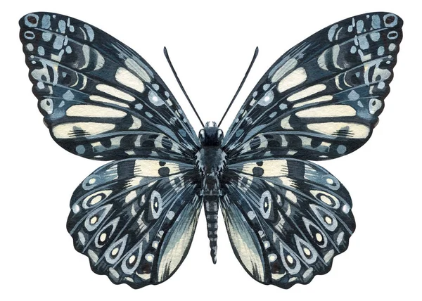 美丽的蝴蝶被白色的背景隔开了 水彩画为您的设计 是的高质量的例证 — 图库照片