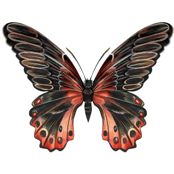 一群蝴蝶在白色的背景上被隔离了 水彩画 老式风格 你设计的模板 秋天的颜色高质量的例证 — 图库照片