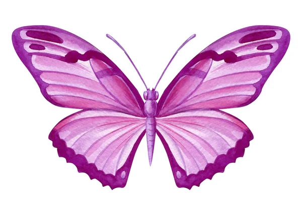 Borboleta Rosa Bonita Isolada Fundo Branco Design Aquarela Pintado Mão — Fotografia de Stock