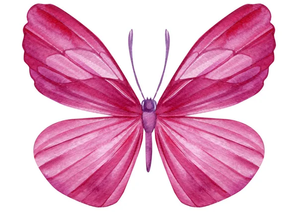 美丽的蝴蝶被白色的背景隔开了 手绘水彩画 热带设计 高质量的例证 — 图库照片