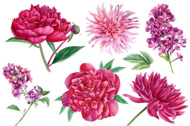 Çiçekler, zambak, leylak ve şakayık. Suluboya botanik illüstrasyon. Yüksek kaliteli illüstrasyon