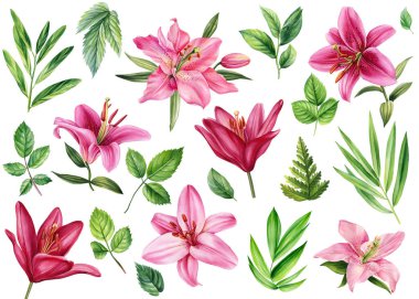 Suluboya çiçekler ve yapraklar. Pembe zambakları beyaz arka plana yerleştir. Düğün davetiyeleri ve tebrik kartları için Flora. Yüksek kaliteli illüstrasyon