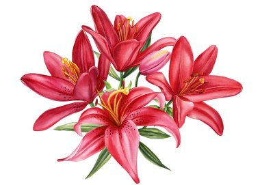 Zarif zambaklar, soyutlanmış beyaz arka planda çiçekler suluboya resimleme, tebrik kartı. Yüksek kaliteli illüstrasyon