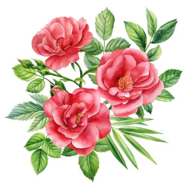 Beyaz arka planda güller. Suluboya tebrik kartları, düğün davetiyeleri. Yüksek kaliteli illüstrasyon