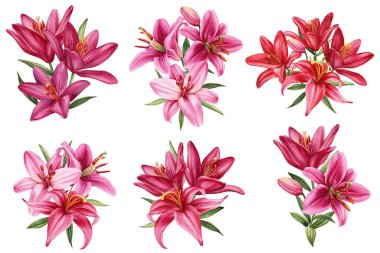 Zambak seti, izole edilmiş beyaz arka planda pembe çiçekler suluboya illüstrasyon, tebrik kartı. Yüksek kaliteli illüstrasyon