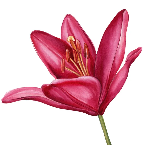 Лілії Набір Рожевих Квітів Ізольованому Білому Тлі Акварельна Ілюстрація Високоякісна — стокове фото