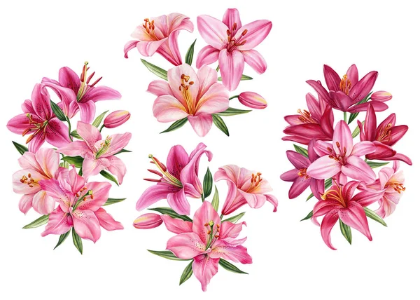 Virágkészlet Liliom Akvarell Botanikai Illusztráció Virágos Elemek Kiváló Minőségű Illusztráció — Stock Fotó
