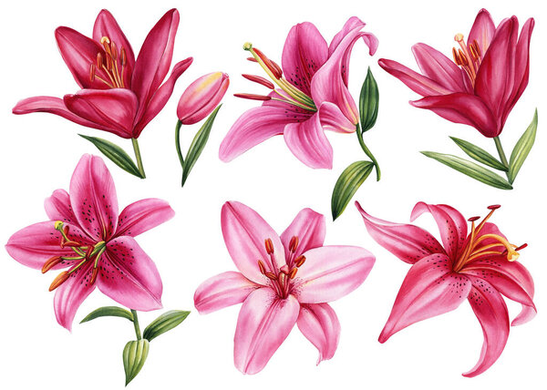 lilies, set pink flowers on isolated white background, watercolor illustration. High quality illustration