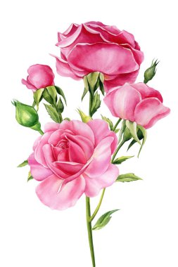 Beyaz arka planda izole edilmiş pembe renkli güller. Renkli botanik suluboya çizimi. Yüksek kalite fotoğraf