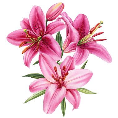 Zarif zambaklar, soyutlanmış beyaz arka planda çiçekler suluboya resimleme, tebrik kartı. Yüksek kaliteli illüstrasyon