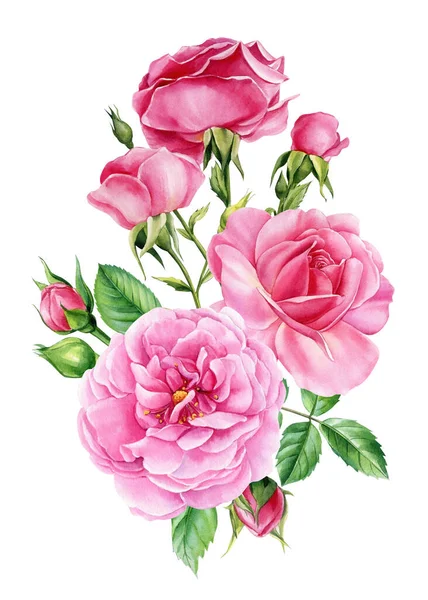 白い背景にバラの花 水彩画植物図 ピンクの花の切り花 高品質のイラスト — ストック写真