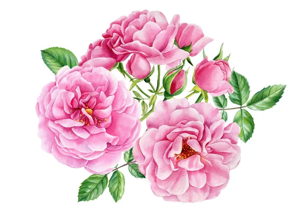 Rose Fiori Boccioli Foglie Sfondo Bianco Acquerello Illustrazione Botanica Clipart — Foto Stock