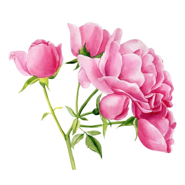 Рожева Гілка Троянди Квіти Бутони Листя Білому Тлі Акварельна Ілюстрація — стокове фото