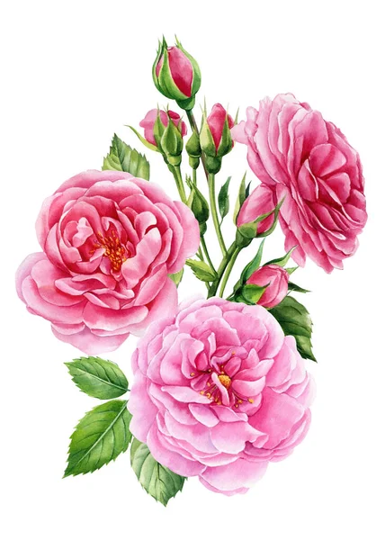 Троянди Квіти Бутони Листя Білому Тлі Акварельні Ботанічні Ілюстрації Рожевий — стокове фото