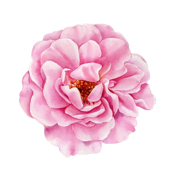 Ροζ Τριαντάφυλλα Λευκό Φόντο Εικονογράφηση Ακουαρέλας Βοτανική Ζωγραφική Εικόνα Υψηλής — Φωτογραφία Αρχείου