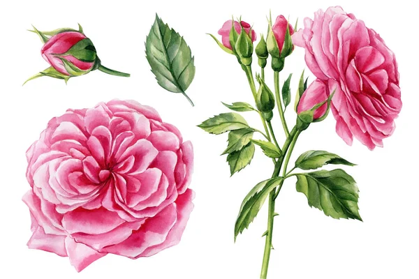 Set Rosa Ros Vacker Blomma Isolerad Vit Bakgrund Akvarell Illustration — Stockfoto