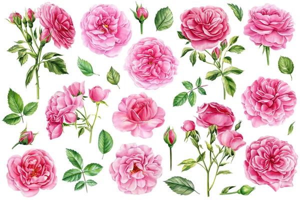 Flores Cor Rosa Rosa Botões Folhas Conjunto Elementos Rosas Cartão — Fotografia de Stock