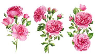 Pembe çiçekler. Beyaz arka planda güller, tomurcuklar ve yapraklar, suluboya botanik çizimler, çiçek tasarımı. Yüksek kalite fotoğraf