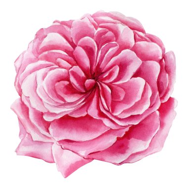 Beyaz arka planda pembe gül çiçekleri. Suluboya resim, botanik resim. Yüksek kaliteli illüstrasyon