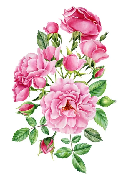 Rosas Flores Brotes Hojas Sobre Fondo Blanco Acuarela Ilustración Botánica — Foto de Stock