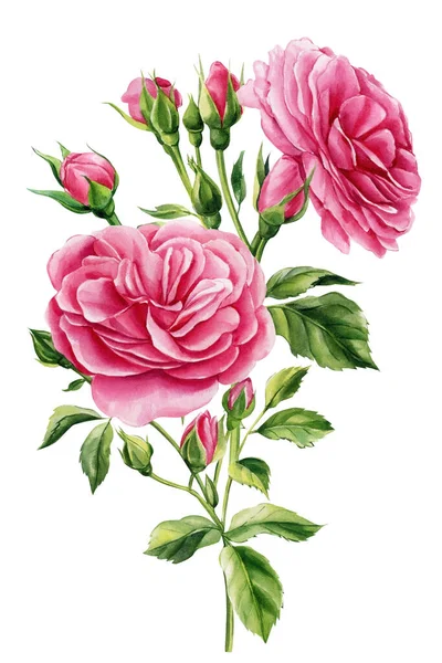 Rosas Vintage Rosadas Aisladas Sobre Fondo Blanco Ilustración Acuarela Botánica — Foto de Stock