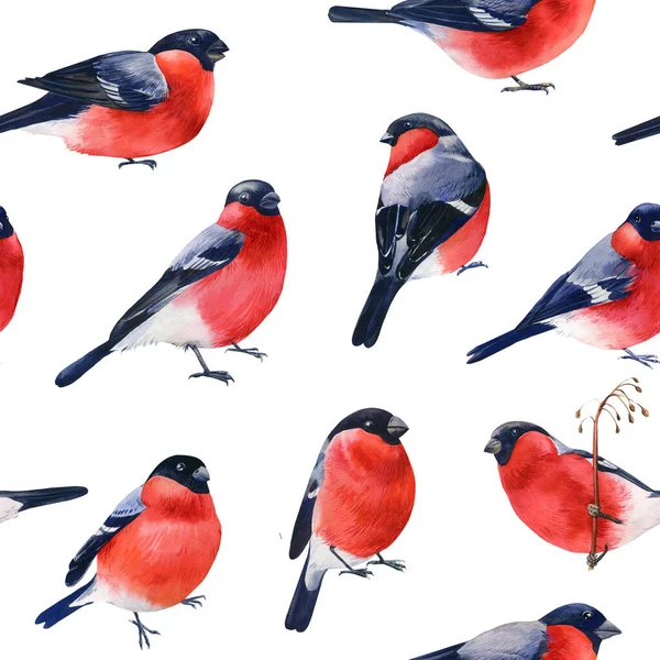 Naadloos Patroon Met Vogels Bullfinches Aquarel Illustratie Hoge Kwaliteit Illustratie — Stockfoto