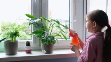 Uzun saçlı, gömlek giyen küçük bir kız, evde çiçeklerle ilgilenir, pencerenin üzerinde duran çiçeklere su sıçratır.