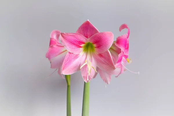 Ροζ λουλούδι αμαρυλλίδας σε γκρι φόντο, οριζόντια φωτογραφία. Royalty Free Φωτογραφίες Αρχείου