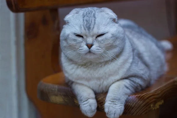 Scottish Fold cat lies resting on a bench at home. selective focus — 图库照片