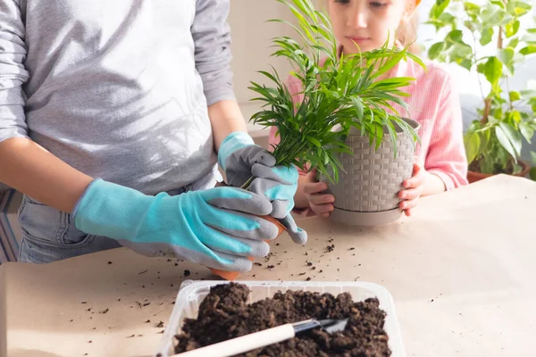 Sister girls transplant flowers into pots on table. Close-up. Home garden concept.