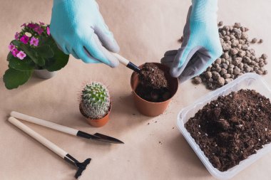 Dördüncü adım. Bir kaktüs çiçeğini bir zanaat zeminine nakletmek için adım adım talimatlar