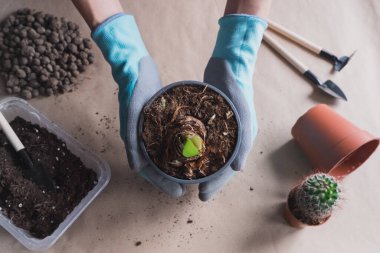 Düz çizgi 1 nakledilen soğanlı çiçek aroması el işi arka planda, küçük bahçe aletleri.
