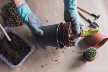 Düz zemin üzerinde çiçek soğanı nakli yapan Amarylis yatıyordu, küçük bahçe aletleri.