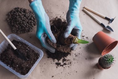 Düz bir zemin üzerinde çiçek soğanı nakledilen 3 amarylis, küçük bahçe aletleri.