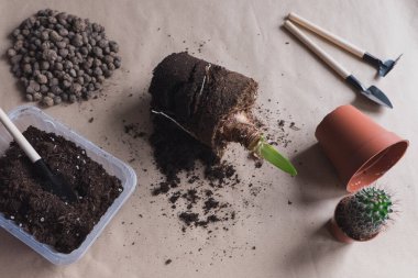 Düz yatıyordu 2 nakledilen soğanlı çiçek aroması zanaat arka planında, küçük bahçe aletleri.