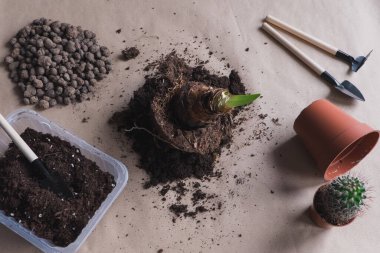 Düz yatıyordu 3 nakledilen soğanlı çiçek aroması zanaat arka planında, küçük bahçe aletleri.