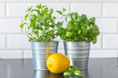 Tencerelerde taze mutfaktan çıkan otlar. Karışık yeşil aromalı bitkiler, Melissa nanesi, çömlek ve limonlu fesleğen. Evde yetişen Aromatik baharatlar.