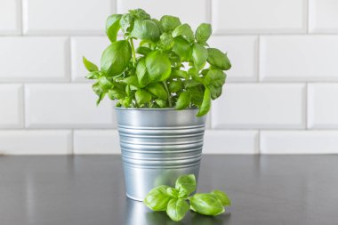 Tencerelerde taze fesleğen. Evde yetişen Aromatik baharatlar.