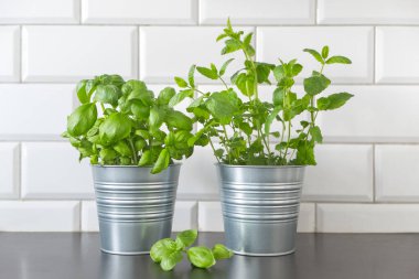 Tencerelerde taze mutfaktan çıkan otlar. Karışık yeşil aromalı bitkiler, Melissa nane şekeri, çömlekte fesleğen. Evde yetişen Aromatik baharatlar.