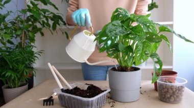 Masada eldivenli bir çiçekçi kız evde devasa bir adansonia çiçeği naklediyor. Nakilden sonra çiçeği suluyorum. ev bahçesi kavramı.