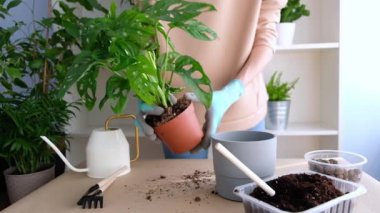 Masada eldivenli bir çiçekçi kız evde devasa bir adansonia çiçeği naklediyor. Çiçek saksısından bir çiçek çıkarır. ev bahçesi kavramı.