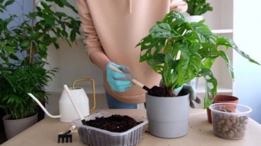 Masada eldivenli bir çiçekçi kız evde devasa bir adansonia çiçeği naklediyor. Çiçeği bir çömleğe serp. ev bahçesi kavramı
