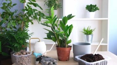 Masada yeni bir çömleğe nakil için bir zamiokulka çiçeği var. Arazi ve drenaj nakil için hazırlanıyor. ev bahçesi kavramı.