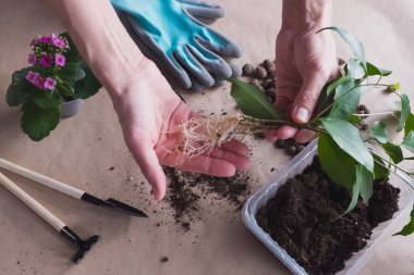 Kökleri zanaat arka planında, küçük bahçe aletleri olan düz bir çiçek diktim. Eller kökleri olan incir filizlerini tutar..