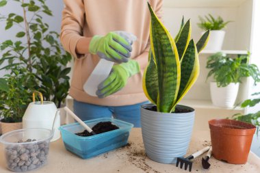 Eldivenli bir çiçekçi, evde bir sansevieria futura süperbası naklediyor. Nakilden sonra çiçek serpmek. Ev bahçesi kavramı.