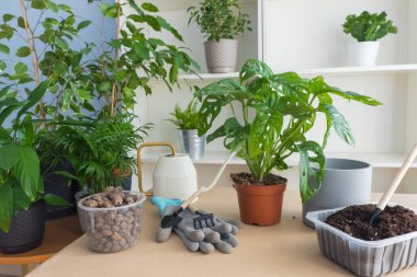 Masada yeni bir çömleğe nakledilmek üzere bir Monstera Adansona çiçeği var. Arazi ve drenaj nakil için hazırlanıyor. ev bahçesi kavramı.
