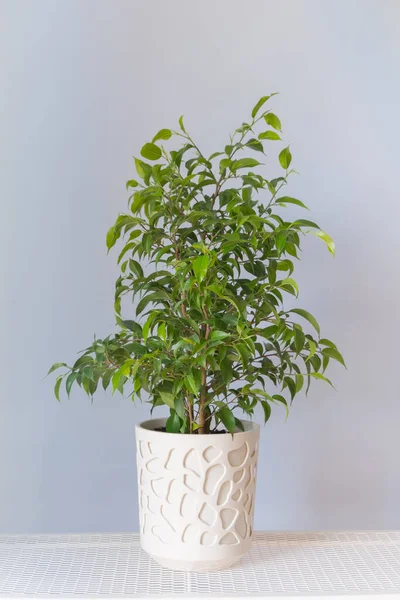 Ficus Benjamina Φυτό Μια Λευκή Κατσαρόλα Στέκεται Ένα Τραπέζι Γκρι Εικόνα Αρχείου