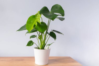 Beyaz tenceredeki genç bir canavar gri bir arka plana karşı bir masanın üzerinde duruyor..