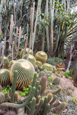 Botanik bahçesinde Espostoa Guentheri ve Echinocactus Grusonii kaktüsleri..