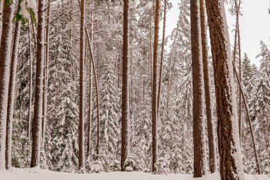 Karlı bir ormanda çam ve köknar gövdeleri.     